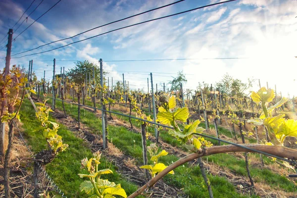 Wijngaard Veld Heuvel Onder Bewolkte Hemel — Stockfoto