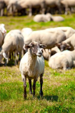 Yeşil otlakta otlayan koyun sürüsü