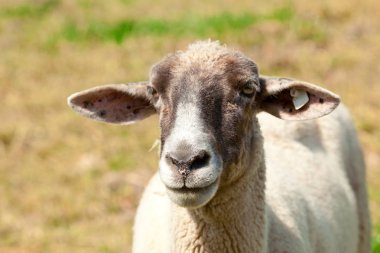 Mera üzerinde koyun görünümü kadar kapatın