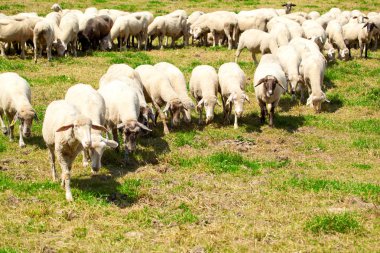 Yeşil otlakta otlayan koyun sürüsü
