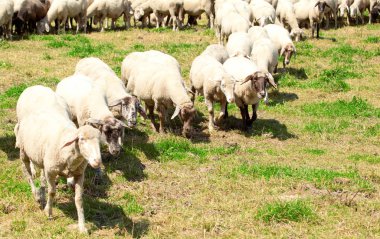 Yeşil otlakta otlayan koyun sürüsü