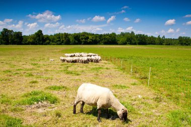 Yeşil otlakta otlayan koyun sürüsü