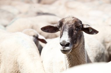 Güzel yeşil bir tarlada otlayan Koyun Sürüsü