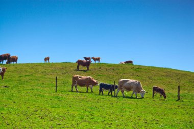 Yeşil çayır üzerinde duran inek sürüsü