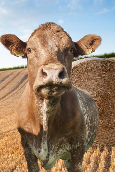 ブラウン刈られた麦畑と牛 — ストック写真