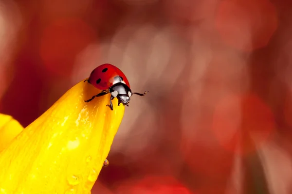 Cute Rood Lieveheersbeestje Gele Bloem — Stockfoto