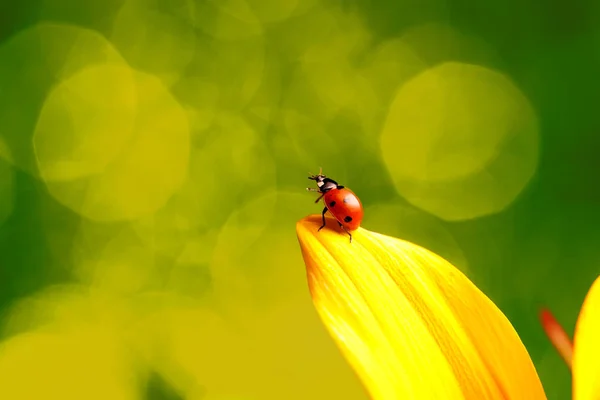 Linda Mariquita Roja Flor Amarilla — Foto de Stock