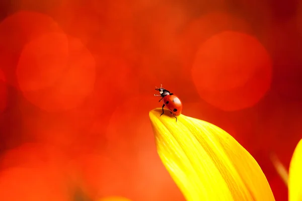 Cute Rood Lieveheersbeestje Gele Bloem — Stockfoto