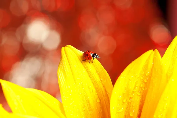 Cute Red Ladybug Yellow Flower — Stock Photo, Image