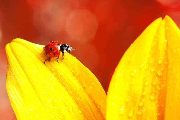 Joaninha Vermelha Bonito Flor Amarela — Fotografia de Stock