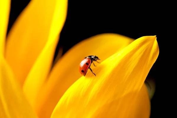 Roztomilá Červená Beruška Žlutý Květ — Stock fotografie