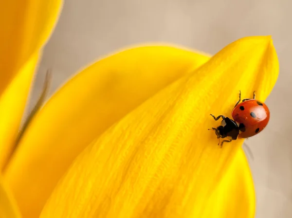 Милий Червоний Сонечко Жовтій Квітці — стокове фото