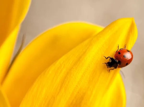 Linda Mariquita Roja Flor Amarilla — Foto de Stock