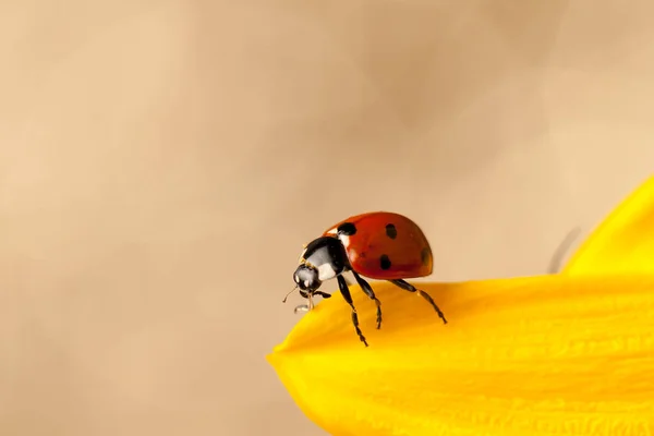 Χαριτωμένο Κόκκινο Πασχαλίτσα Κίτρινο Λουλούδι — Φωτογραφία Αρχείου