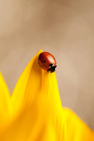 Cute Rood Lieveheersbeestje Gele Bloem — Stockfoto