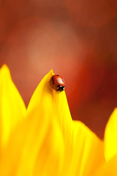 Cute Rood Lieveheersbeestje Gele Bloem — Stockfoto