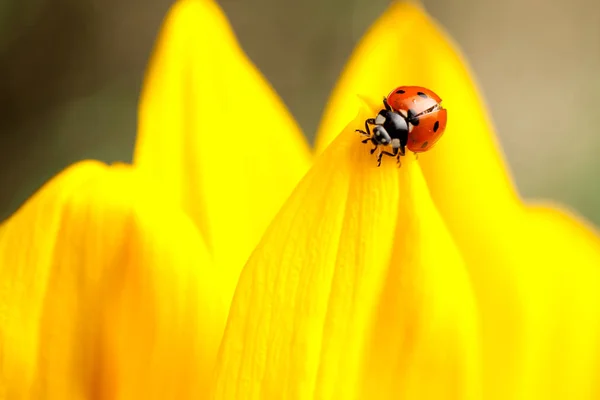 Niedlicher Roter Marienkäfer Auf Gelber Blume — Stockfoto