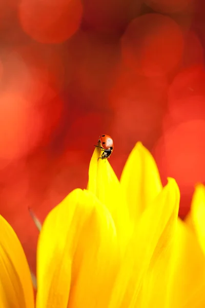 Roztomilá Červená Beruška Žlutý Květ — Stock fotografie