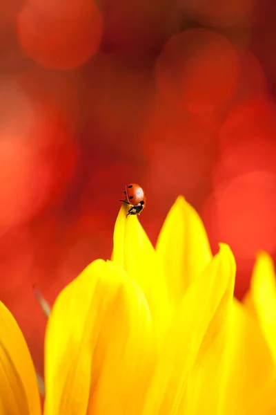 Милий Червоний Сонечко Жовтій Квітці — стокове фото