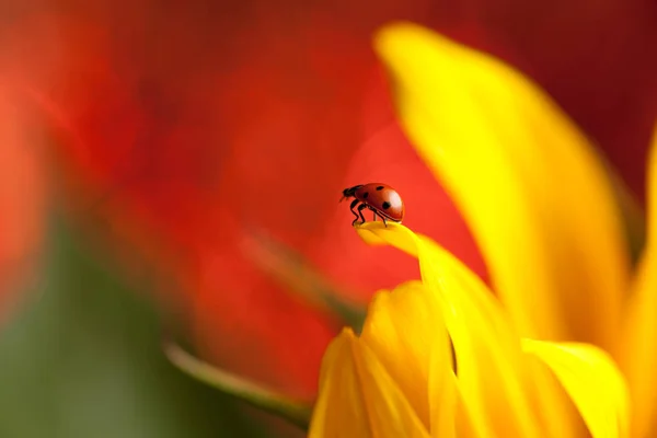 Cute Red Ladybug Yellow Flower — Stock Photo, Image