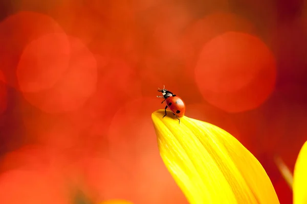 Niedlicher Roter Marienkäfer Auf Gelber Blume — Stockfoto