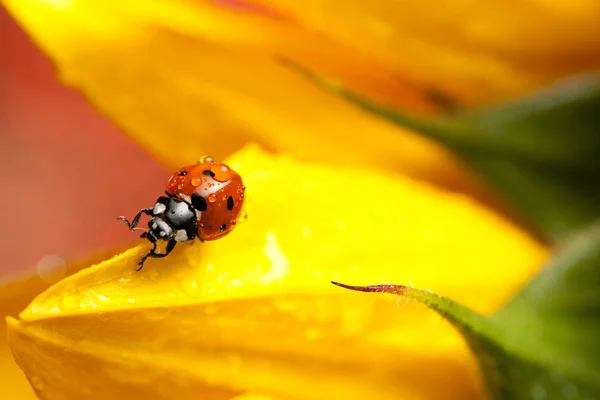 Sevimli Kırmızı Uğur Böceği Sarı Çiçek — Stok fotoğraf