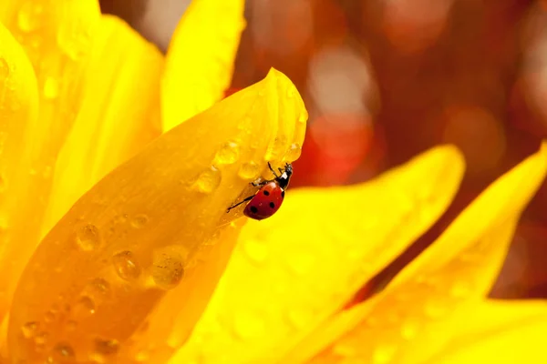 Linda Mariquita Roja Flor Amarilla — Foto de Stock