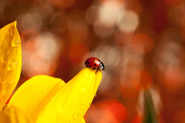 Cute Rood Lieveheersbeestje Gele Bloem — Stockfoto