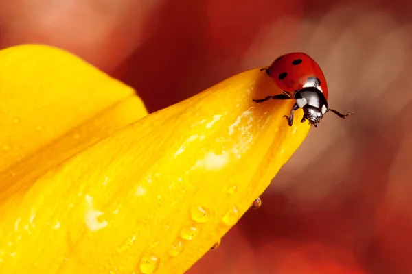 Linda Mariquita Roja Flor Amarilla — Foto de Stock