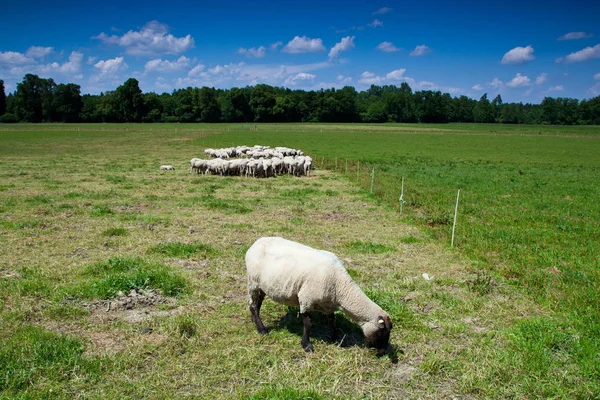 Flock of sheep grazing on green pasture