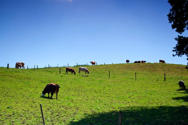 Eine Herde Kühe Steht Auf Einer Grünen Wiese — Stockfoto