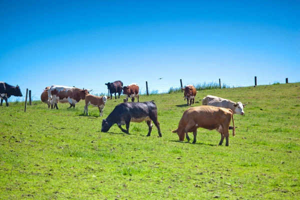 Herd of cows standing on a green meadow