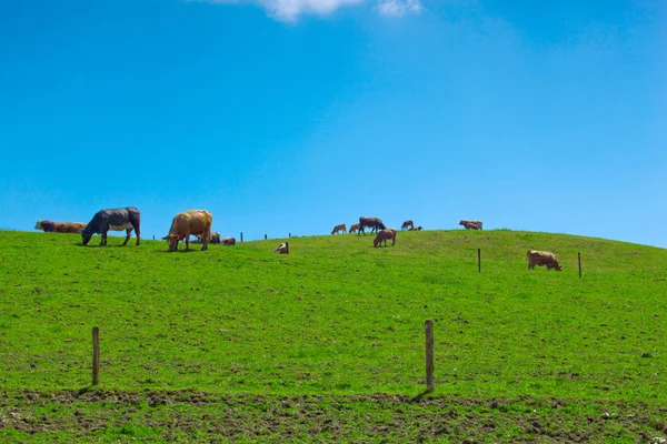 站在一片绿色草地上的成群结队的奶牛 — 图库照片