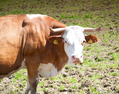 yeşil mera üzerinde kahverengi inek duran