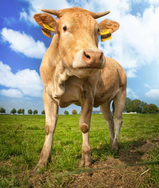 yeşil mera üzerinde kahverengi inek duran