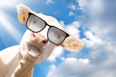 Güneş gözlüklü şirin komik ineğin mavi gökyüzüne bakan kamera görüntüsü.  