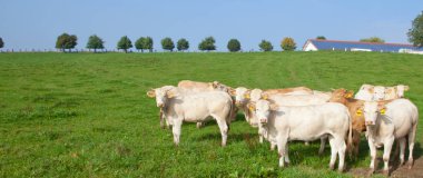 Tuhaf görünümlü beyaz Alman sürüsü bir yeşil çayır üzerinde duran inekler