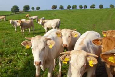 Tuhaf görünümlü beyaz Alman sürüsü bir yeşil çayır üzerinde duran inekler