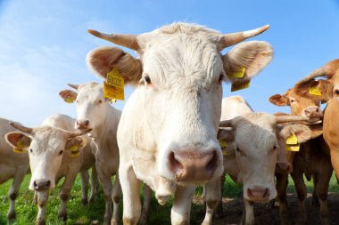 Tuhaf görünümlü beyaz Alman sürüsü bir yeşil çayır üzerinde duran inekler
