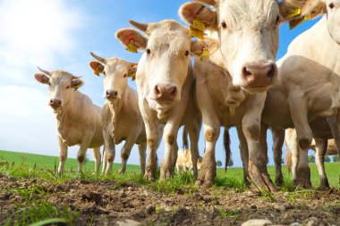 Tuhaf görünümlü beyaz Alman sürüsü bir yeşil çayır üzerinde duran inekler