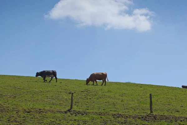 Eine Herde Kühe Steht Auf Einer Grünen Wiese — Stockfoto