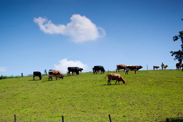 Стадо Коров Стоящих Зеленом Лугу — стоковое фото