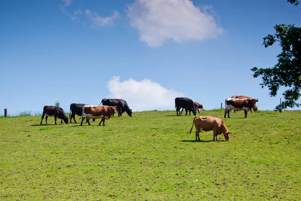 Κοπάδι Των Αγελάδων Που Στέκεται Πάνω Ένα Πράσινο Λιβάδι — Φωτογραφία Αρχείου