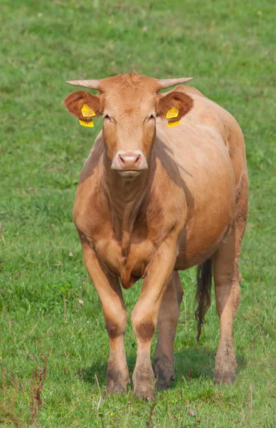 Brązowe Krowy Stoi Zielonych Pastwiskach — Zdjęcie stockowe