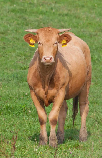 Mucca Marrone Piedi Pascolo Verde — Foto Stock