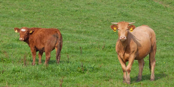 Manada Curiosas Vacas Brancas Alemãs Prado Verde — Fotografia de Stock