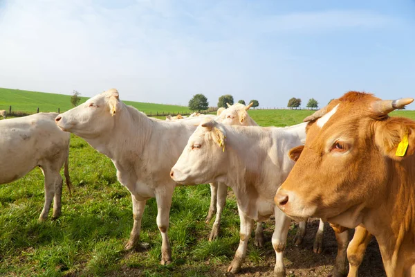 Manada Curiosas Vacas Alemanas Blancas Paradas Prado Verde —  Fotos de Stock