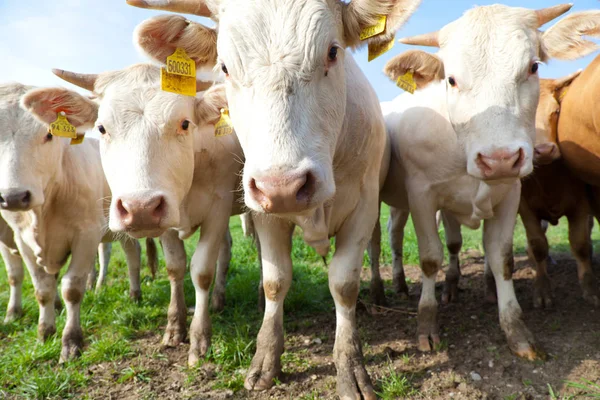 Κοπάδι Των Περίεργος Αναζητούν Λευκό Γερμανικό Αγελάδες Που Στέκεται Πάνω — Φωτογραφία Αρχείου