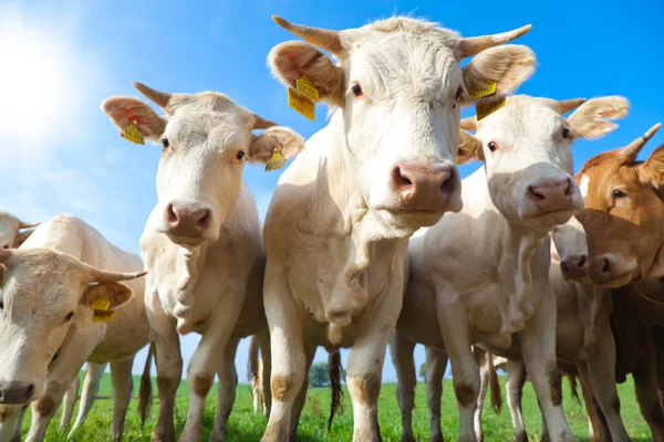 Manada Curiosas Vacas Alemanas Blancas Paradas Prado Verde —  Fotos de Stock