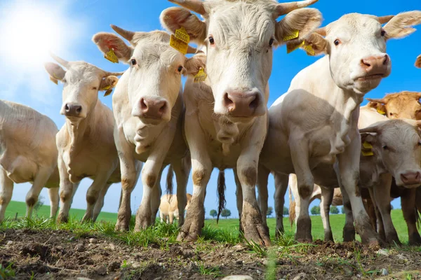 Manada Curiosas Vacas Alemanas Blancas Paradas Prado Verde —  Fotos de Stock